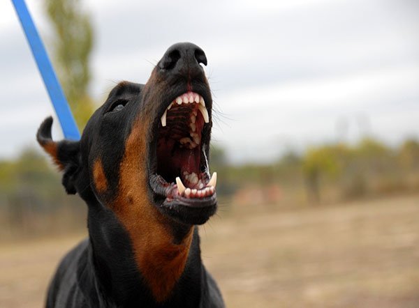 guard dog not equivalent to bay area alarm response